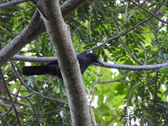 Corvus jamaicensis