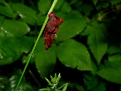 Canephora hirsuta