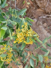 Santalum paniculatum