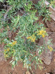 Santalum paniculatum