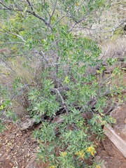 Santalum paniculatum