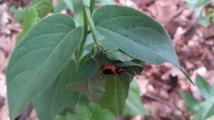 Tropidothorax leucopterus