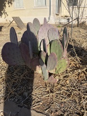 Opuntia