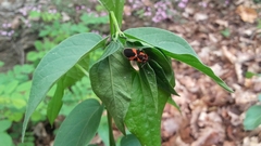 Tropidothorax leucopterus