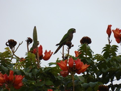 Eupsittula nana nana