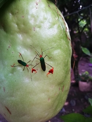 Anisoscelis foliaceus