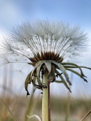 Taraxacum officinale