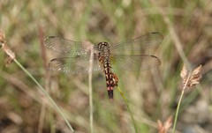 Erythrodiplax
