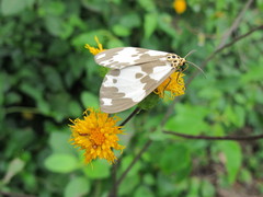 Nyctemera carissima