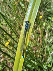 Cyanallagma interruptum