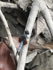 Erythrodiplax unimaculata