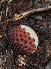 Corynaea