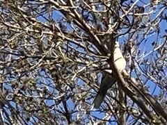 Streptopelia decaocto