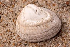 Noetia ponderosa