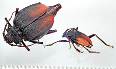 Apterocaulus heterogama