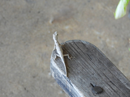 Jamaican Twig Anole, Anolis valencienni