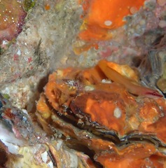 Lepadichthys misakius