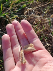 Eleusine tristachya