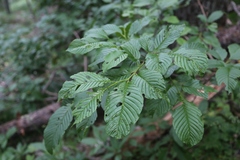 Rhamnus fallax