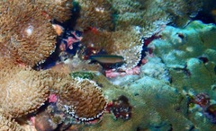 Horseshoe-Tailed Dottyback photo 1