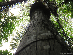 Acrocomia intumescens