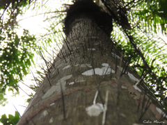 Acrocomia intumescens