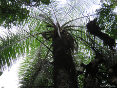 Acrocomia intumescens