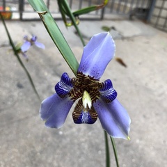 Trimezia coerulea