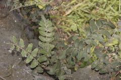 Astrolepis crassifolia