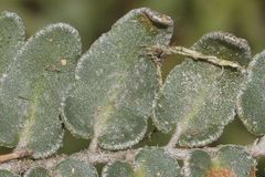 Astrolepis crassifolia