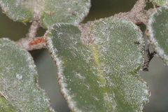 Astrolepis crassifolia