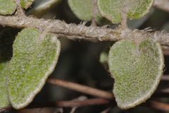 Astrolepis crassifolia