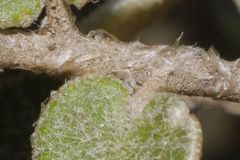 Astrolepis crassifolia