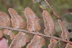 Astrolepis crassifolia