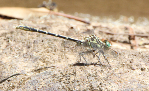 Yellow-striped Hunter