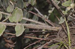 Astrolepis crassifolia