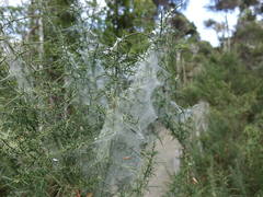 Tetranychus lintearius