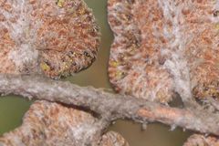 Astrolepis crassifolia