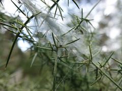 Tetranychus lintearius