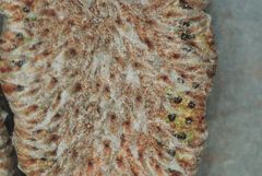 Astrolepis crassifolia