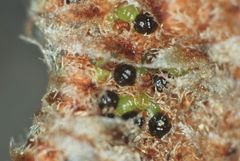 Astrolepis crassifolia
