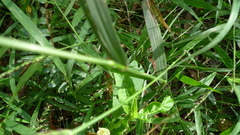 Microlaena stipoides stipoides