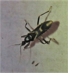 Rasahus sulcicollis
