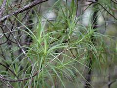 Dracophyllum sinclairii