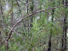 Dracophyllum sinclairii