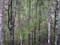 Dracophyllum sinclairii