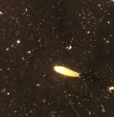 Vorticeros praedatorium