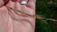 Microlaena stipoides stipoides