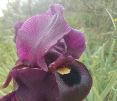 Iris atropurpurea