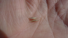 Microlaena stipoides stipoides